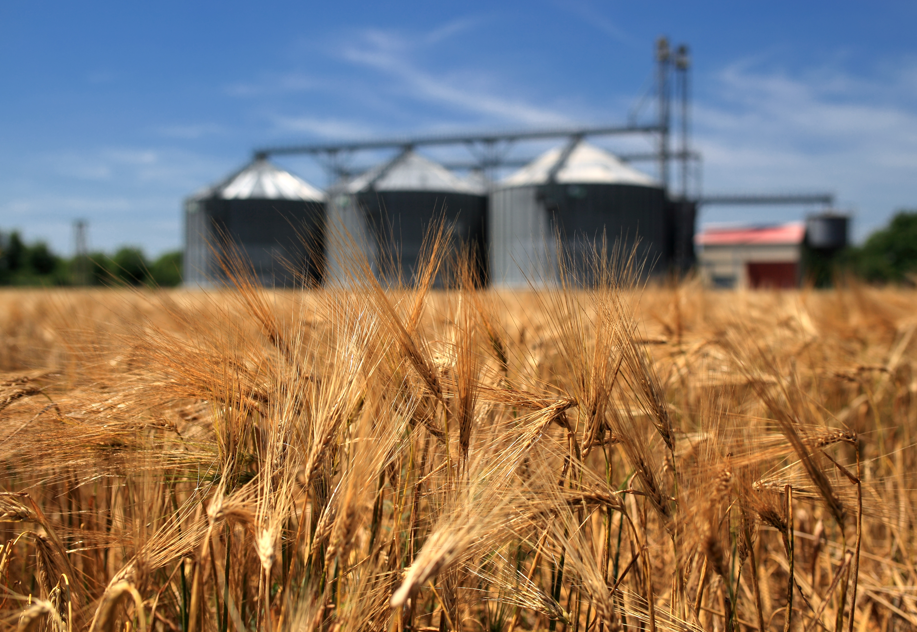 wheat field