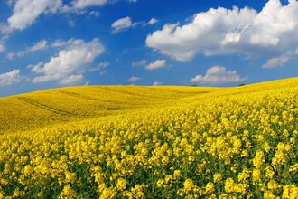 canola field