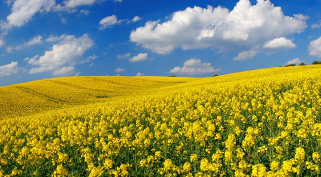 canola field