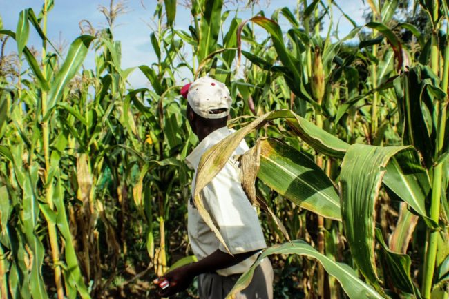 Africa_agriculture_©JOAO COMPASSO - STOCK.ADOBE.COM_e.jpg