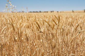 Australia wheat field_cr Adobe Stock_E.jpg