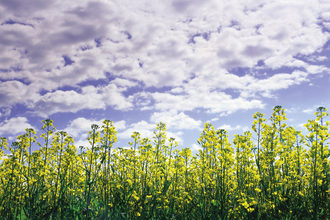 Canola field