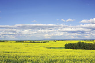 canola