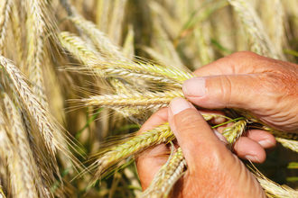 Wheat inspection