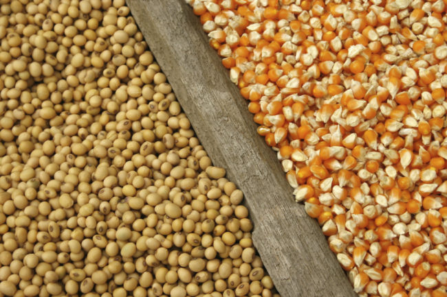 corn-and-soybean_AdobeStock_65631699_E.jpg