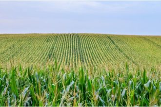 corn field_cr ©KYRYCHUKVITALIY - STOCK.ADOBE.COM_e.jpg