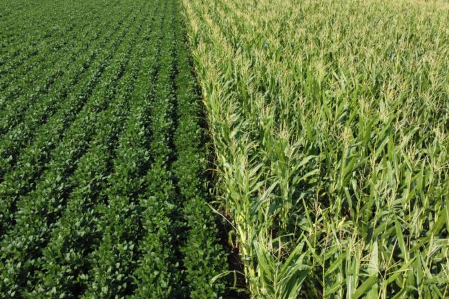 corn soybeans field_©JANA - STOCK.ADOBE.COM_e.jpg