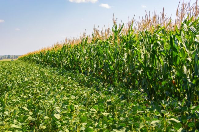 corn soybeans field_©OLEKSANDR - STOCK.ADOBE.COM_e.jpg