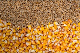 corn wheat_cr DEYANA_ADOBE STOCK.COM_e .jpg