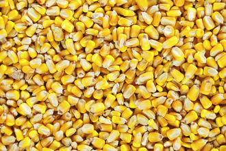 Corn_AdobeStock_180247328_E.jpg