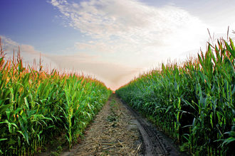 Corn field