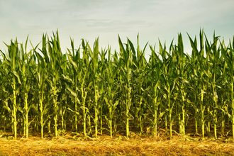 cornfield_©CARPATHIAN - STOCK.ADOBE.COM_e.jpg