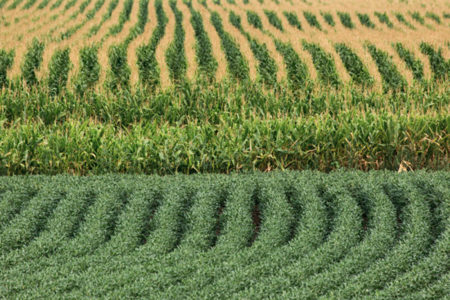 corn an soybean field