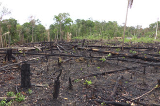 deforestation_AdobeStock_102098810_E.jpg