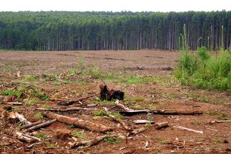 Deforestation_cr Adobe Stock_E.jpg