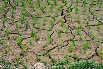 dry rice field India_©BELIKOVA OKSANA_e.jpg