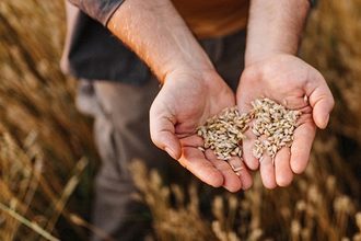 wheat harvest