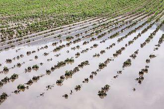 field flooding