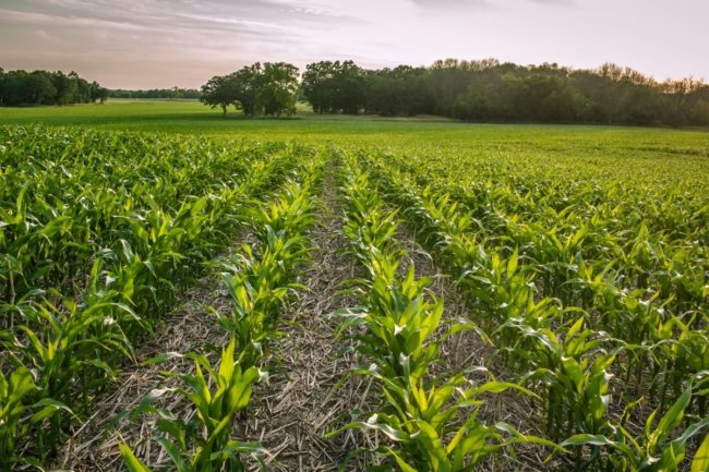 No-till crops