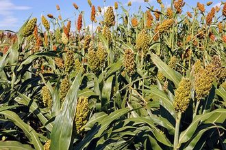 nutritionally enhanced sorghum_©ROBERT KLEIN - USDA-ARS_e.jpg