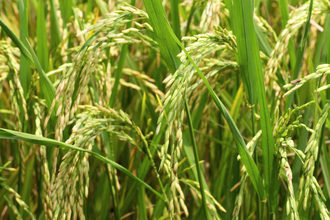 Paddy-Rice