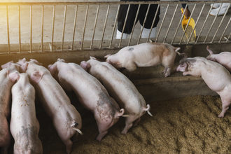 pigs eating feed