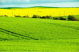 rapeseed canola wheat fields Australia_©ADWO - STOCK.ADOBE.COM_e.jpg