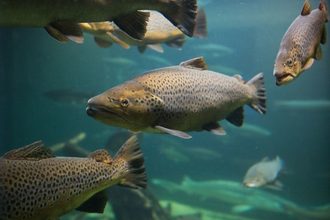 Salmon aquaculture