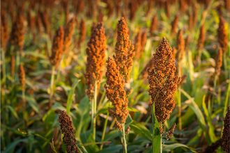 sorghum_©TOPPYBAKER - STOCK.ADOBE.COM_e.jpg