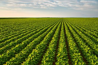 soybean field organic_©OTICKI - STOCK. ADOBE.COM_e.jpg