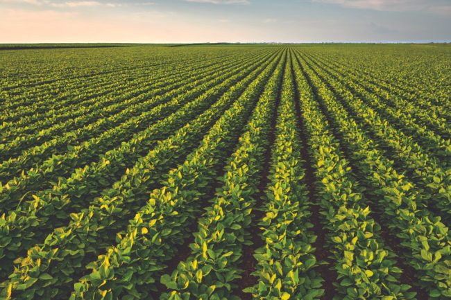 soybean field_©OTICKI - STOCK.ADOBE.COM_e.jpg