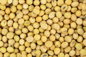 soybean