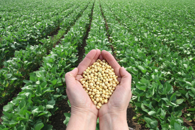 soybean field