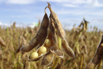 soybean