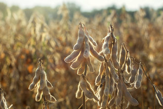 soybean