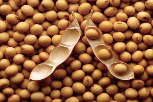 Soybean