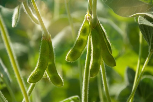 soybeans pods_©ZOYAS2222 - STOCK.ADOBE.COM_e (1).jpg