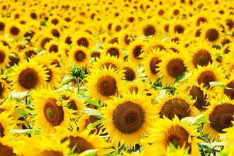 Sunflower field