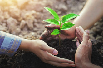 Sustainability concept, hands wrapped around a plant