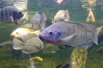 Talapia pond