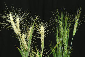 Fusarium head blight on wheat