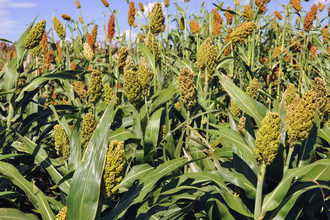 sorghum