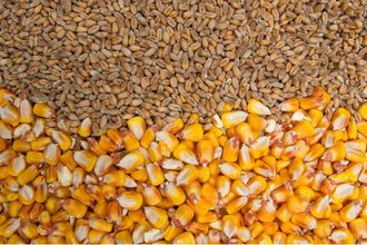 wheat corn_©DEYANA - STOCK.ADBOE.COM_e.jpg