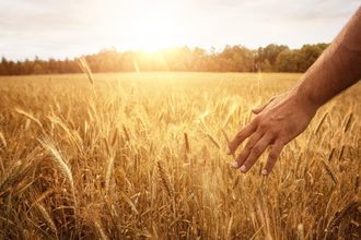 wheat field hand_©RANGIZZZ - STOCK.ADOBE.COM_e.jpg