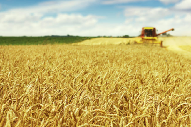 wheat harvest