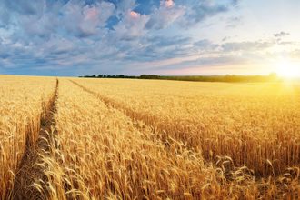 wheat field_©GIS - STOCK.ADOBE.COM_e (1).jpg