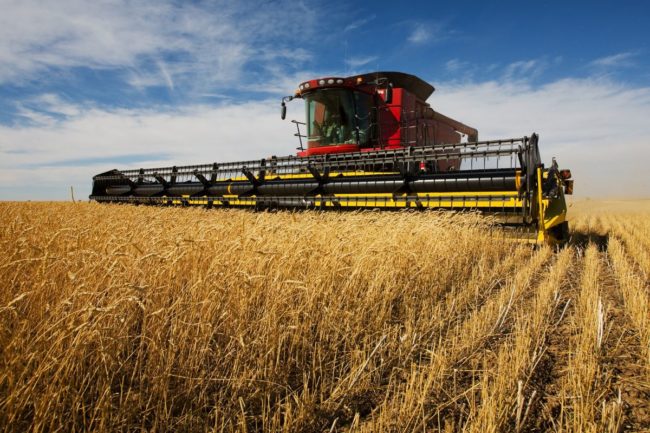 wheat harvest_©SLY - STOCK.ADOBE.COM_e.jpg