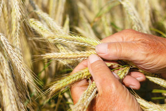 Wheat inspection