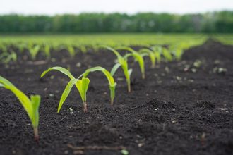 young corn_©ZORGENS - STOCK.ADOBE.COM_e.jpg