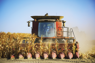 Corn harvest